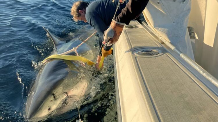 Confirmed—Atlantic's most tracked great white shark reappears in New Jersey — researchers consider it key to historic discovery 1 Confirmed—Atlantic's most tracked great white shark reappears in New Jersey — researchers consider it key to historic discovery