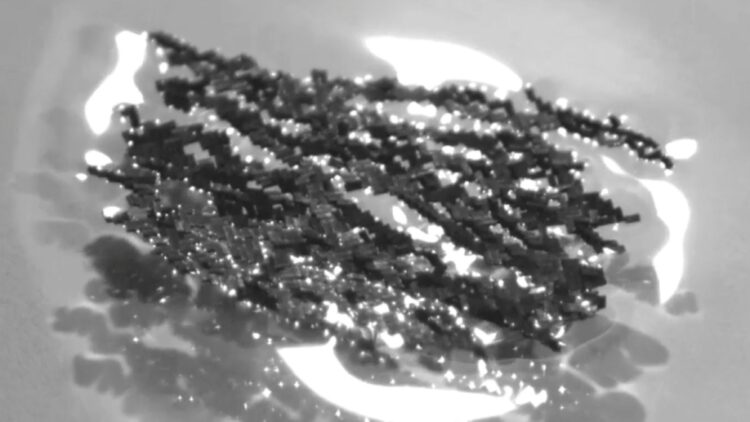 Goodbye to conventional robots—South Korea unveils amazing 'ant' robot capable of lifting superhuman weights, according to KAIST