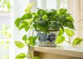 Confirmed by researchers and botanical experts—this is the plant that survives common mistakes and enhances the feeling of well-being at home