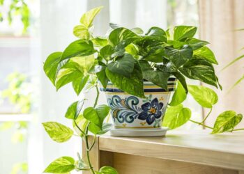 Confirmed by researchers and botanical experts—this is the plant that survives common mistakes and enhances the feeling of well-being at home 8 Confirmed by researchers and botanical experts—this is the plant that survives common mistakes and enhances the feeling of well-being at home