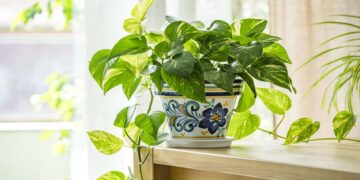 Confirmed by researchers and botanical experts—this is the plant that survives common mistakes and enhances the feeling of well-being at home