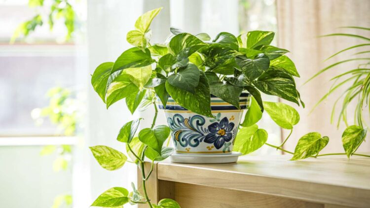 Confirmed by researchers and botanical experts—this is the plant that survives common mistakes and enhances the feeling of well-being at home