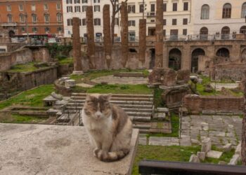 The true origin of domestic cats comes to light after a new genetic discovery