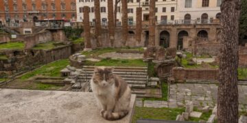 The true origin of domestic cats comes to light after a new genetic discovery