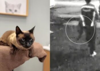 Los Angeles woman asks for help after her cat is stolen by an Amazon delivery driver—she posted the video on Facebook