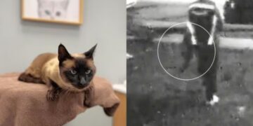 Los Angeles woman asks for help after her cat is stolen by an Amazon delivery driver—she posted the video on Facebook