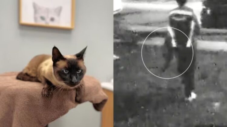 Los Angeles woman asks for help after her cat is stolen by an Amazon delivery driver—she posted the video on Facebook