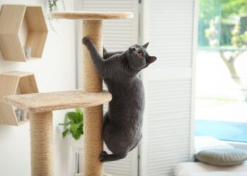 No more suffering from allergies at home—US experts recommend new guidelines for living with your cat