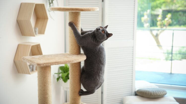 No more suffering from allergies at home—US experts recommend new guidelines for living with your cat