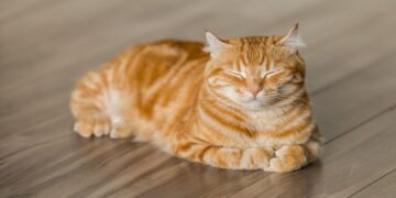 How to talk to your cat—a study by the University of Sussex reveals the gesture that strengthens the human-feline bond