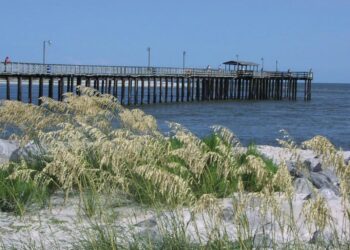No more feeding animals in Alabama-Dauphin Island fines of up to $500