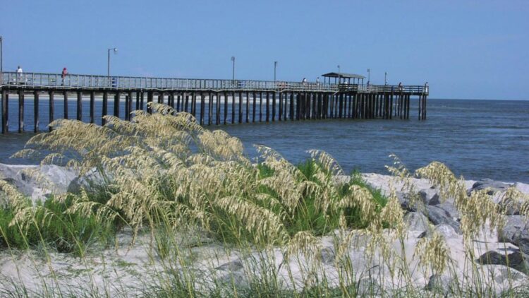 No more feeding animals in Alabama-Dauphin Island fines of up to $500 and jail time for feeding wildlife 1 No more feeding animals in Alabama-Dauphin Island fines of up to $500