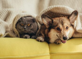 Goodbye to uncontrolled pets in Connecticut—new law imposes limits on owners