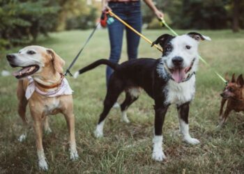 No more stray dogs in Unalaska—the city imposes new control zones and tightens rules for all owners