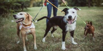 No more stray dogs in Unalaska—the city imposes new control zones and tightens rules for all owners