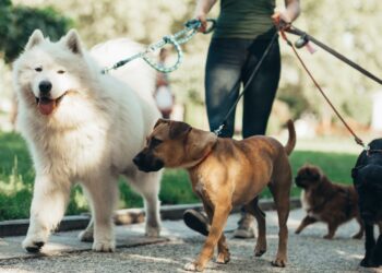 U.S. states are considering requiring mandatory training for new pet owners