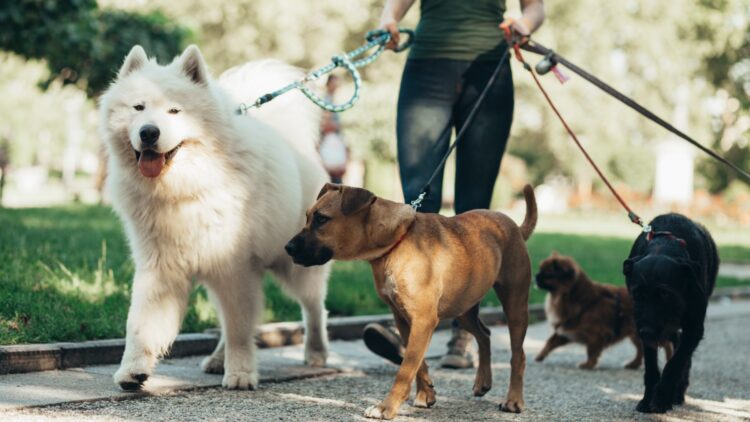 It's official—U.S. states are considering requiring mandatory training for new pet owners, which would impact millions of families 1 U.S. states are considering requiring mandatory training for new pet owners