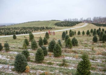He bought a Christmas tree farm before retiring and now earns up to $100,000 a year—the story of the college professor who turned his retirement into a family business 20 He bought a Christmas tree farm before retiring and now earns up to $100,000 a year—the story of the college professor who turned his retirement into a family business