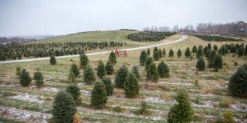 He bought a Christmas tree farm before retiring and now earns up to $100,000 a year—the story of the college professor who turned his retirement into a family business