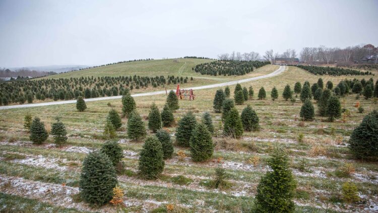 He bought a Christmas tree farm before retiring and now earns up to $100,000 a year—the story of the college professor who turned his retirement into a family business