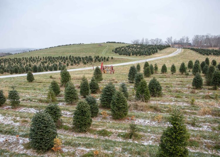 He bought a Christmas tree farm before retiring and now earns up to $100,000 a year—the story of the college professor who turned his retirement into a family business