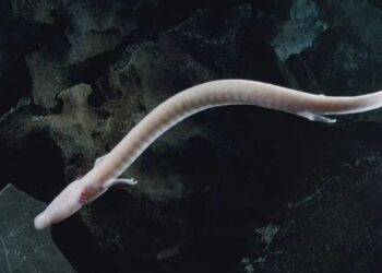 Strange salamanders that look like “baby dragons” are captured coming to the surface