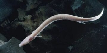 Strange salamanders that look like “baby dragons” are captured coming to the surface