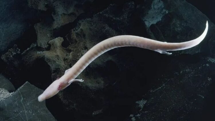 Strange salamanders that look like “baby dragons” are captured coming to the surface, surprising scientists 1 Strange salamanders that look like “baby dragons” are captured coming to the surface