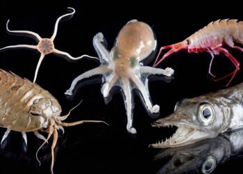 Historical discovery—Marine animals never before seen are found in Antarctica