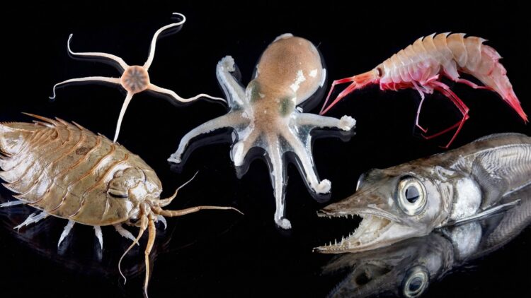Historical discovery—Marine animals never before seen are found in Antarctica