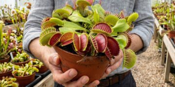 Carnivorous plants reinvent plant nutrition and show highly precise convergent evolution