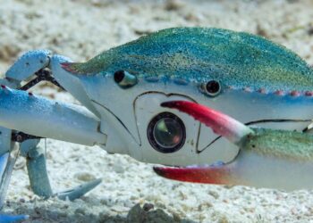 Spy in the Ocean infiltrates the ocean with robots disguised as animals