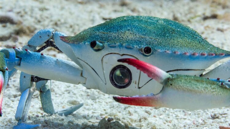 Confirmed—Spy in the Ocean revolutionizes documentaries by infiltrating the ocean with realistic robots 1 Spy in the Ocean infiltrates the ocean with robots disguised as animals