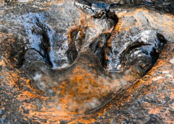 Scientists uncovered Australia’s largest dinosaur track record