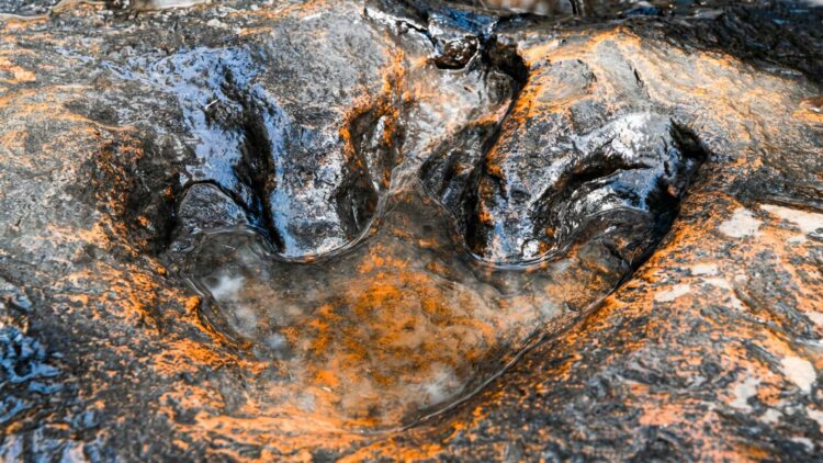 It's official—scientists discover the world's largest collection of dinosaur footprints on the coast of Australia 1 Scientists uncovered Australia’s largest dinosaur track record