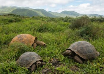 Reintroducing giant tortoises is bringing life back to forgotten Galápagos islands