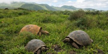 Reintroducing giant tortoises is bringing life back to forgotten Galápagos islands