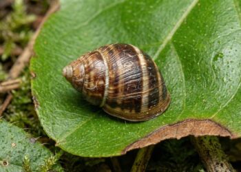 The Hawaiian snail Achatinella fuscobasis returns to the forests of Oʻahu after 30 years