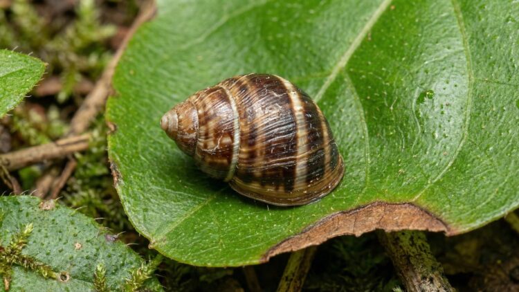 Confirmed by environmental authorities—Oʻahu tree snails return to the forest after 30 years extinct in the wild 1 The Hawaiian snail Achatinella fuscobasis returns to the forests of Oʻahu after 30 years