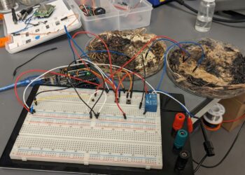 Ohio State University turns shiitake mushrooms into living memory microchips