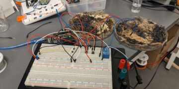 Ohio State University turns shiitake mushrooms into living memory microchips