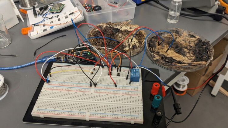 Ohio State University turns shiitake mushrooms into living memory microchips