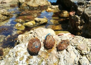Posidonia oceanica “Neptune balls” trap microplastics in the Mediterranean Sea