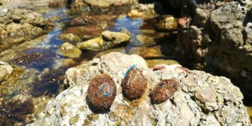 Posidonia oceanica “Neptune balls” trap microplastics in the Mediterranean Sea