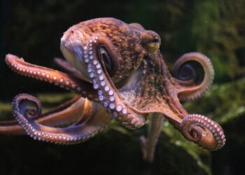 Tim Coulson imagines an Earth without humans, where extinction makes room for another species