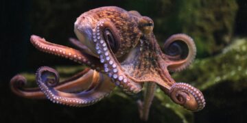 Tim Coulson imagines an Earth without humans, where extinction makes room for another species