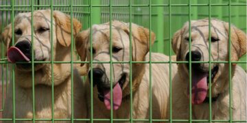 Goodbye to lax pet rules—Pennsylvania, California, and New Jersey tighten fines and ban practices starting in January