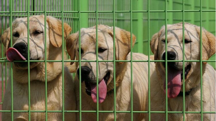 Goodbye to lax pet rules—Pennsylvania, California, and New Jersey tighten fines and ban practices starting in January 1 Goodbye to lax pet rules—Pennsylvania, California, and New Jersey tighten fines and ban practices starting in January