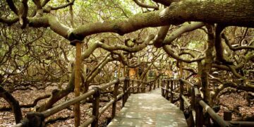 It looks like a forest but it is a single tree