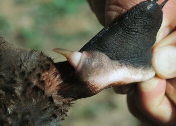 This is the animal whose venom causes disproportionate suffering, according to Australian biologists